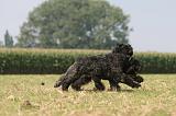 BOUVIER DES FLANDRES 385